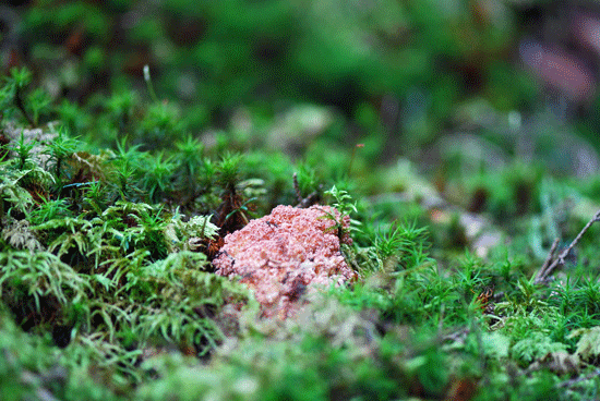 100828ホウキタケ