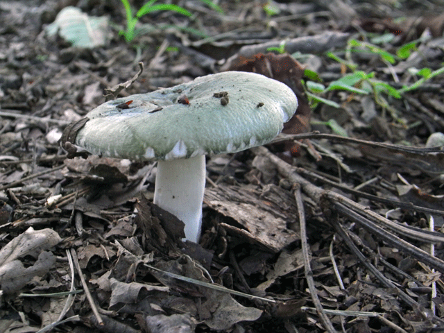 90725ｶﾜﾘﾊﾂ