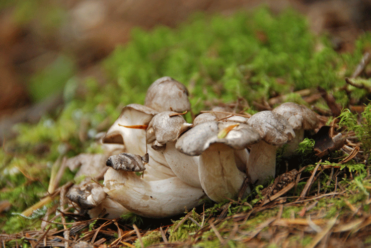 80928ホンシメジ