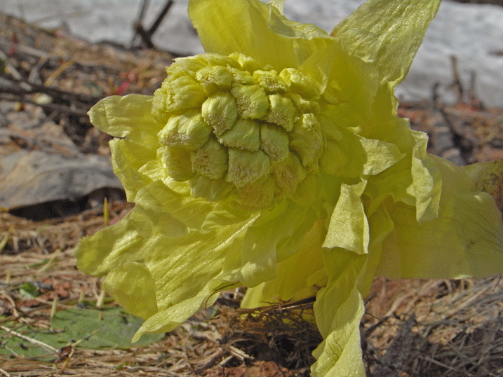 100509ふきのとう