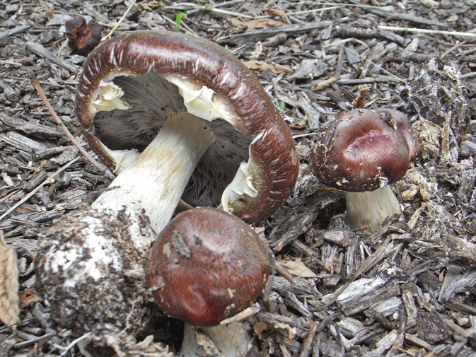 100615ｻｹﾂﾊﾞﾀｹUP