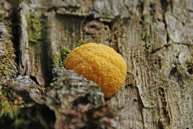 81004ｻﾝｺﾞﾊﾘ幼菌