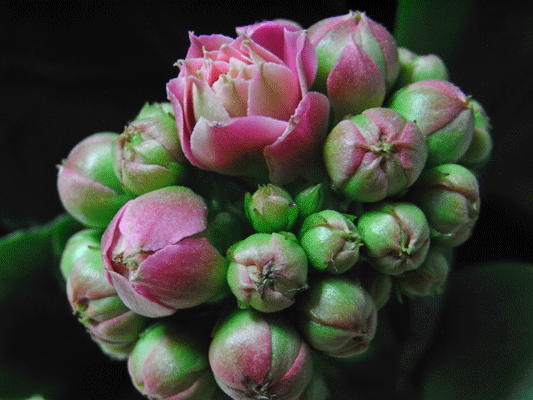 90131ｶﾗﾝｺｴ038