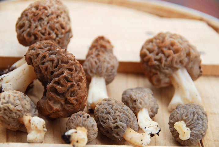 100317アミガサ収穫