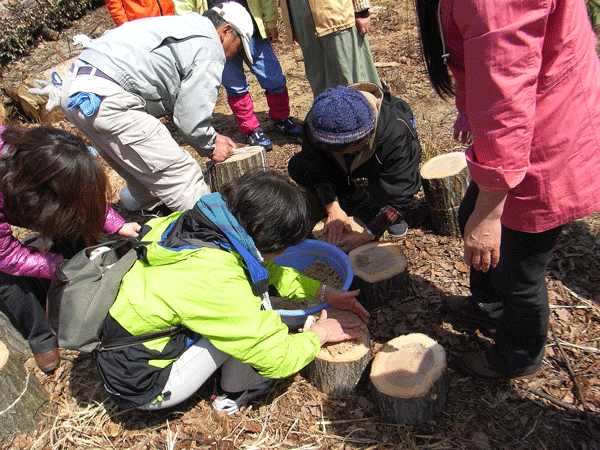 90329ﾋﾗﾀｹ菌打ち