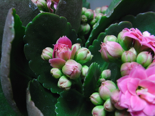 90131ｶﾗﾝｺｴ055