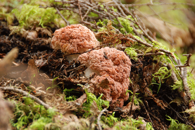 90829ホウキタケ