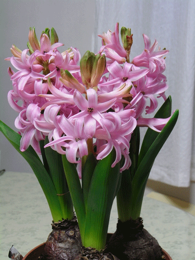 90131ﾋﾔｼﾝｽ077