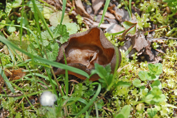 100410オオチャワンタケ