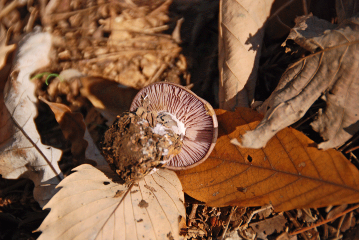 91123ムラサキシメジ