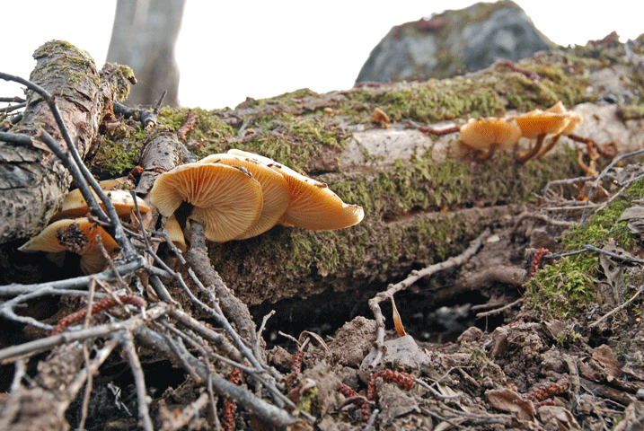 100504ｴﾉｷﾀｹ