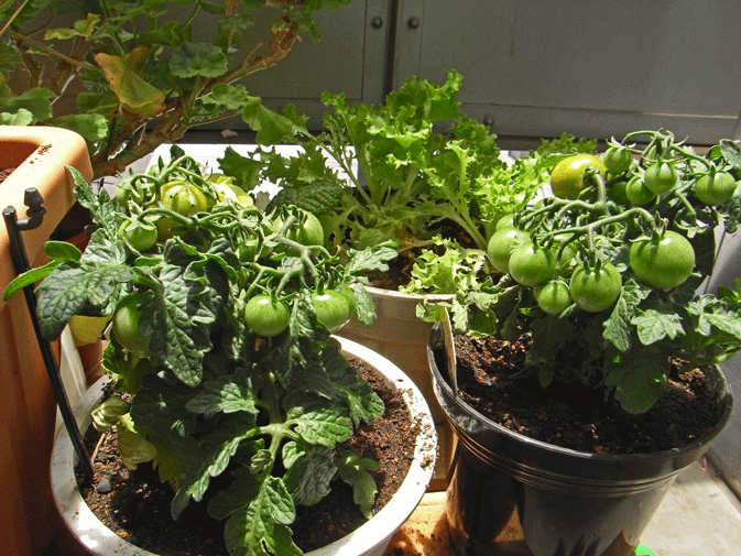 100607ミニトマト