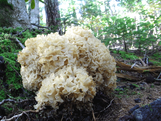 100731ハナビラタケ