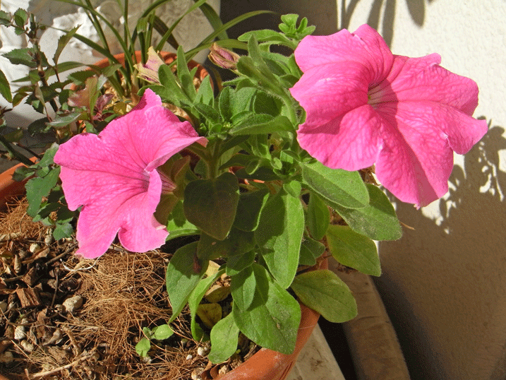 100122ﾍﾟﾁｭﾆｱ