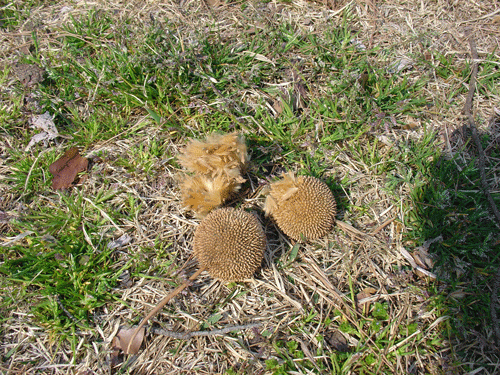 110402ﾌﾟﾗﾀﾅｽの実