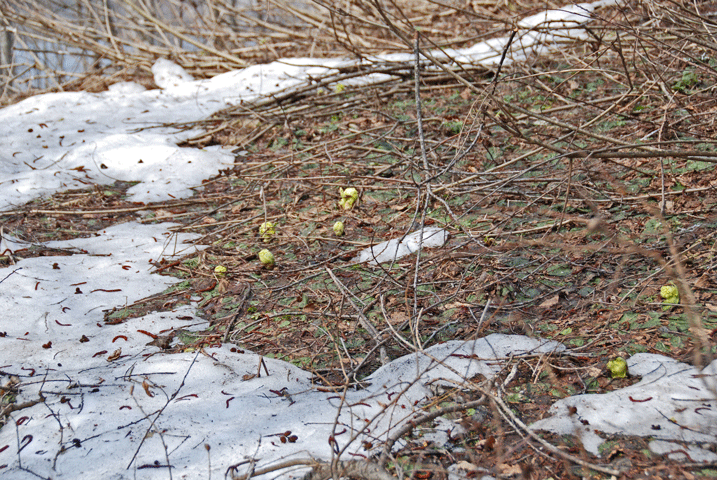 100504ふきのとう