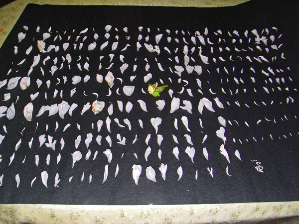 90609芍薬の花びら