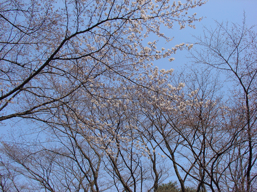 110402桜