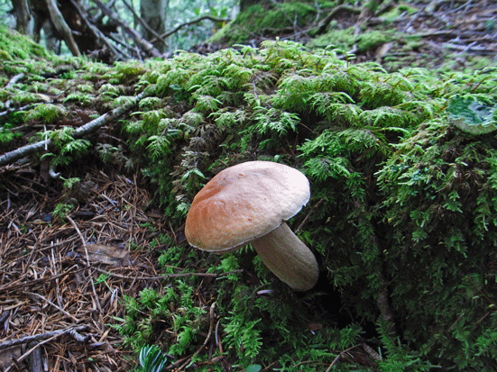 100731ヤマドリタケ