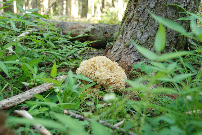 100724ハナビラタケ