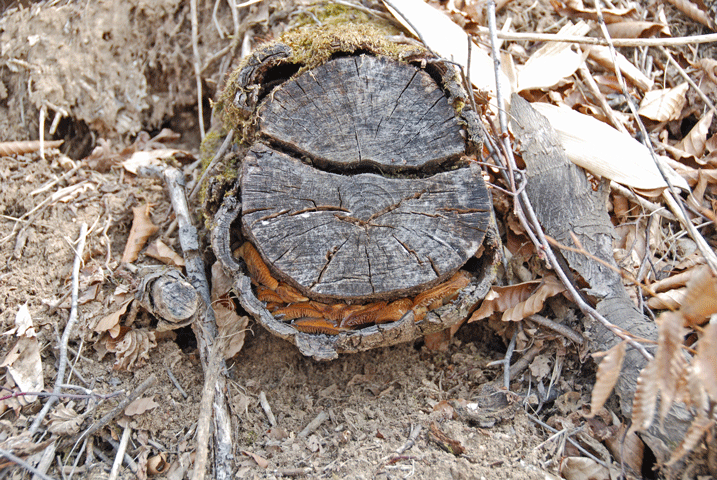 100504笑うｴﾉｷ