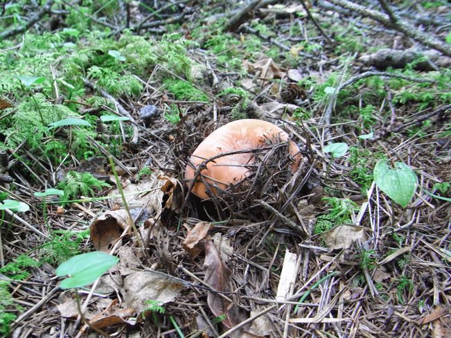 100724ﾋﾛﾊﾁﾁﾀｹ