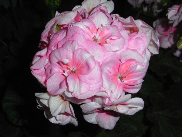 90424ゼラニューム