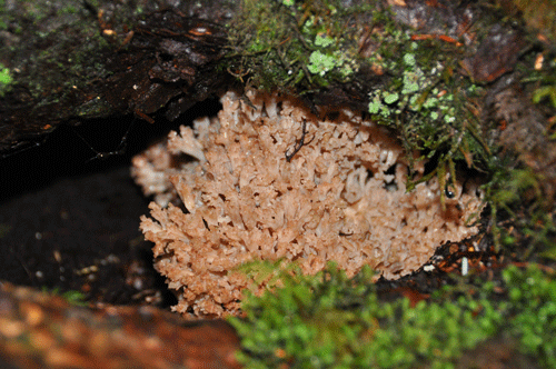 110820ホウキタケ