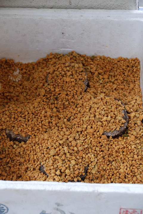 91108ﾋﾗﾃｹのホダ木