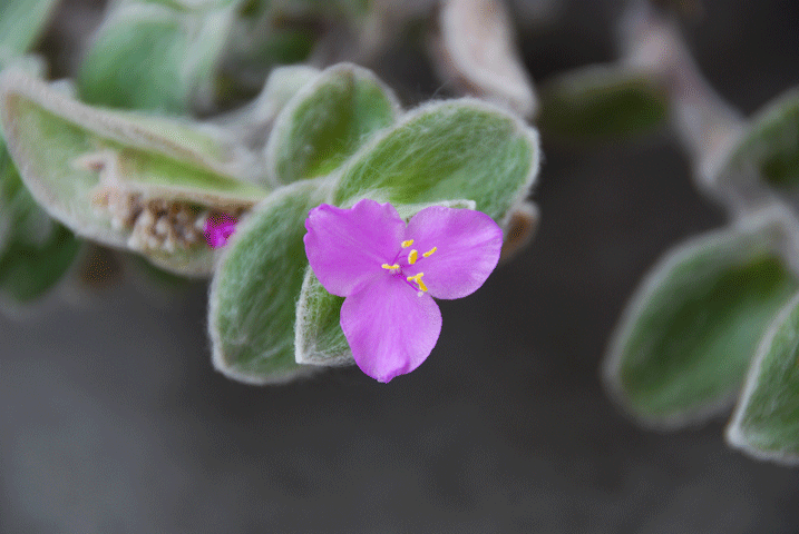 91108ﾍﾞﾗﾝﾀﾞの花