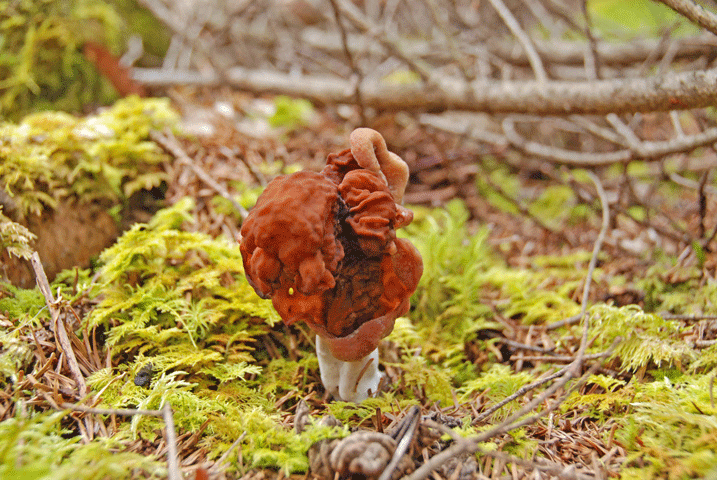 90919ノボリリュウ