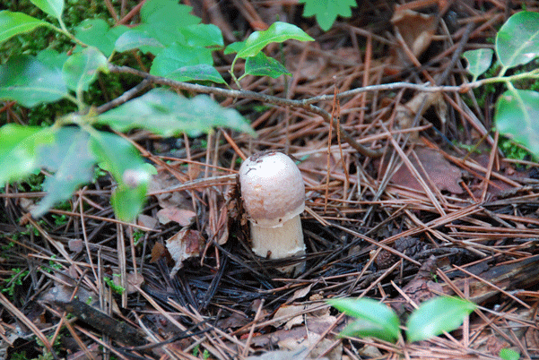 90627ｼｮｳｹﾞﾝｼﾞ