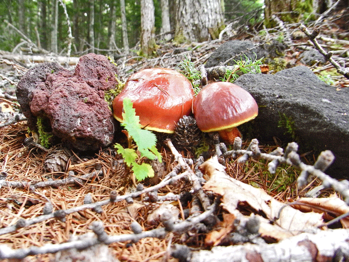 90919ハナイグチ