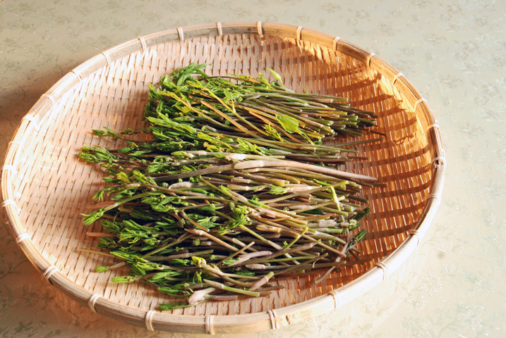 100424収穫シオデ