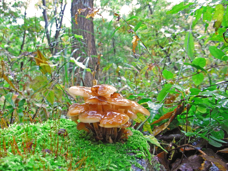 81026エノキタケ