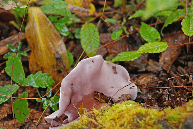 81026ムラサキシメジ