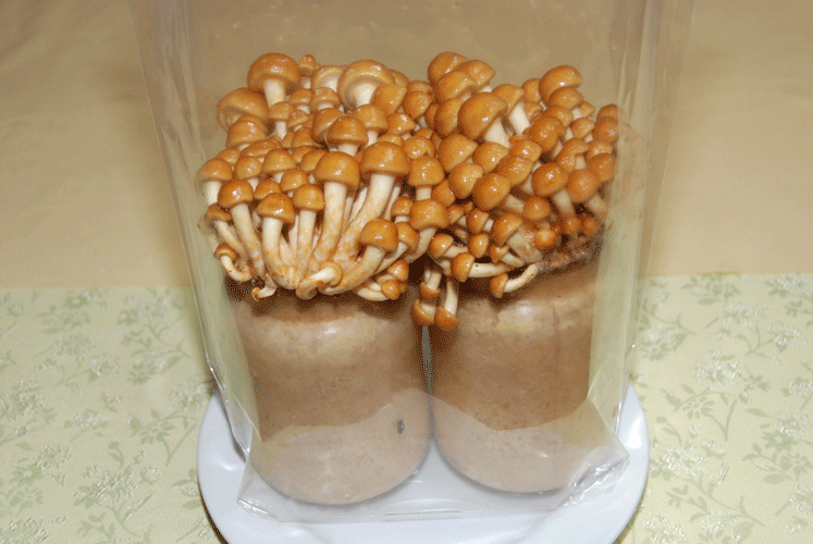 81101ナメコ菌床