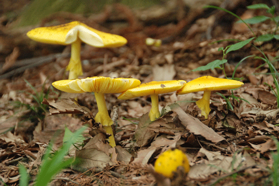 100711キタマゴタケ