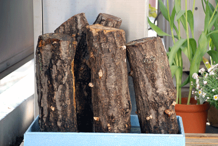 110226椎茸ホダ木