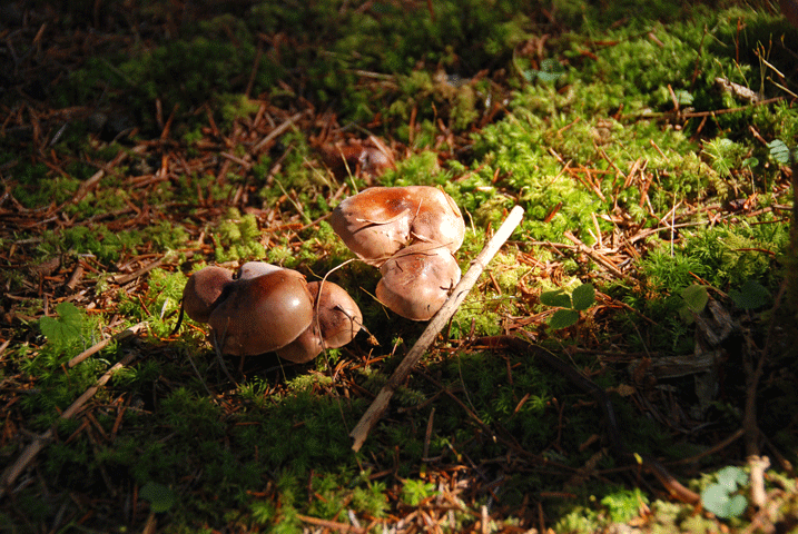91031カキシメジ