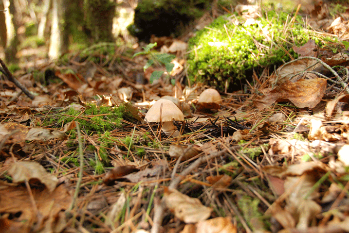 91031ショウゲンジ