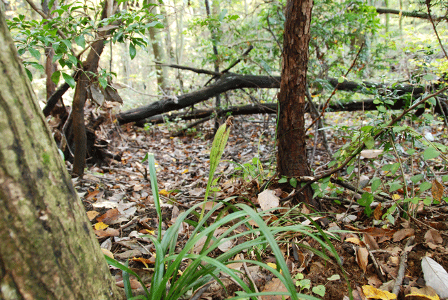 91115シュンラン