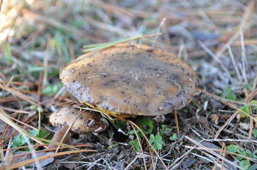 111204ヌメリイグチ