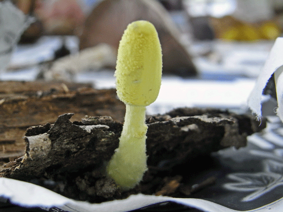 100711ｺｶﾞﾈｷﾇｶﾗｶｻﾀｹ