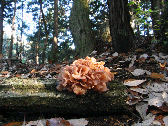 91115ﾊﾅﾋﾞﾗﾆｶﾜﾀｹ