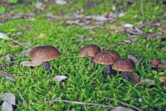 100711ﾑﾗｻｷﾔﾏﾄﾞﾘﾀｹ