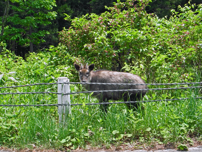 100611カモシカ