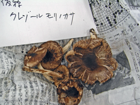 100711ｸﾚｿﾞｰﾙﾓﾘﾉｶｻ