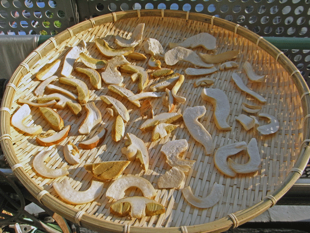 90815ﾔﾝｱﾄﾞﾘﾀｹ乾燥