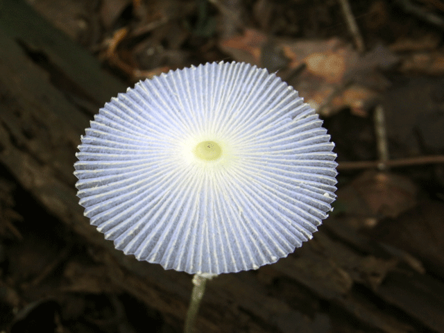 90808ｷﾂﾈﾉﾊﾅｶﾞｻ01